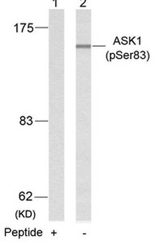 MAP3K5 Antibody