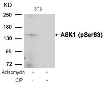 MAP3K5 Antibody