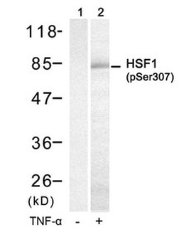 HSF1 Antibody