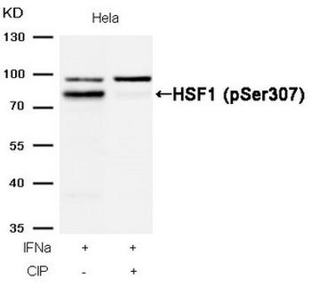 HSF1 Antibody