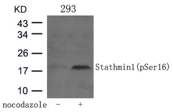 STMN1 Antibody