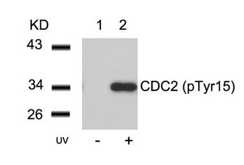CDK1 Antibody