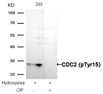 CDK1 Antibody