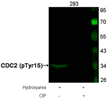 CDK1 Antibody