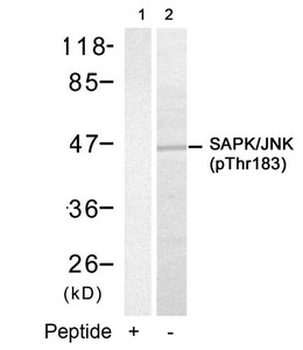 MAPK9/MAPK10 Antibody