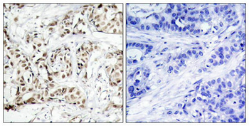 MAPK9/MAPK10 Antibody