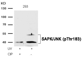 MAPK9/MAPK10 Antibody