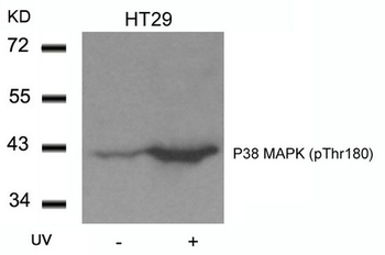 MAPK14 Antibody