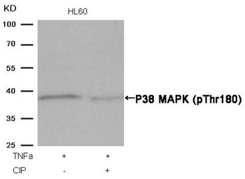 MAPK14 Antibody