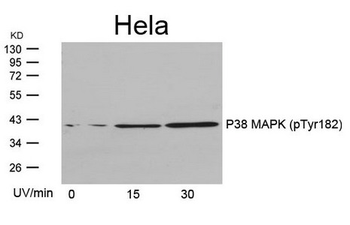 MAPK14 Antibody