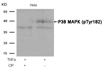 MAPK14 Antibody