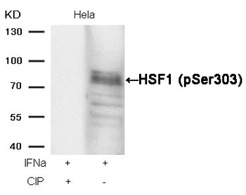 HSF1 Antibody