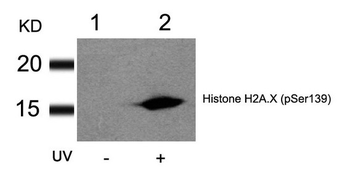 H2AFX Antibody