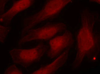 H2AFX Antibody