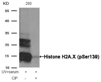 H2AFX Antibody