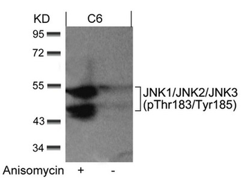 MAPK8/MAPK9/MAPK10 Antibody