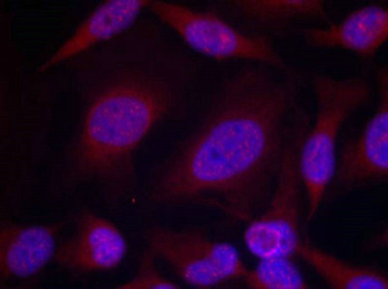 MAPK8/MAPK9/MAPK10 Antibody