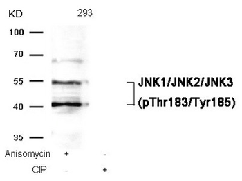 MAPK8/MAPK9/MAPK10 Antibody