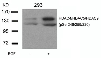 HDAC4/HDAC5/HDAC9 Antibody