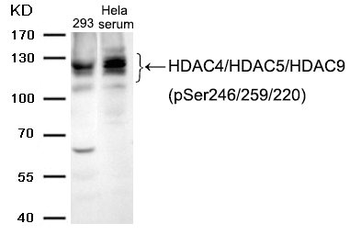 HDAC4/HDAC5/HDAC9 Antibody