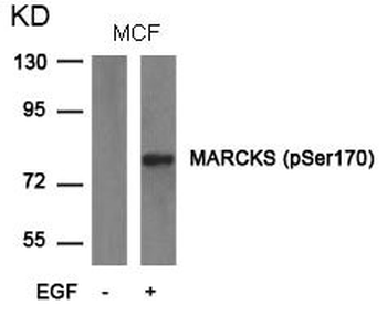 MARCKS Antibody