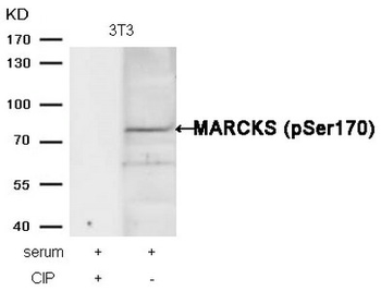MARCKS Antibody