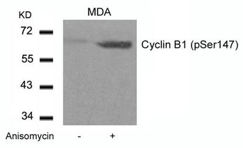 CCNB1 Antibody