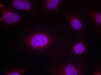 CCNB1 Antibody