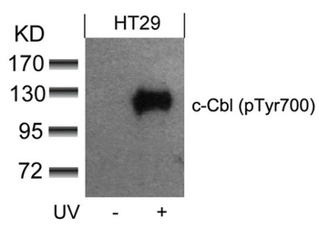 CBL Antibody