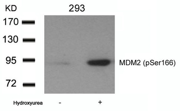 MDM2 Antibody