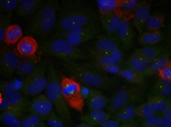 RELA Antibody
