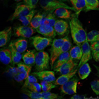 NFKB2 Antibody