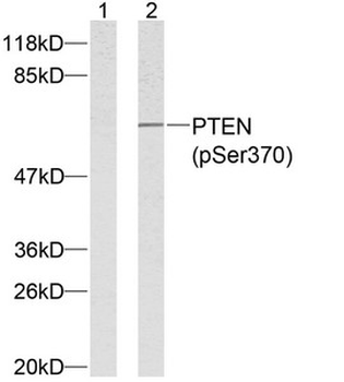 PTEN Antibody