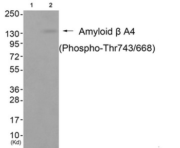 APP Antibody