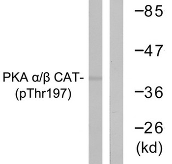 PRKACA Antibody