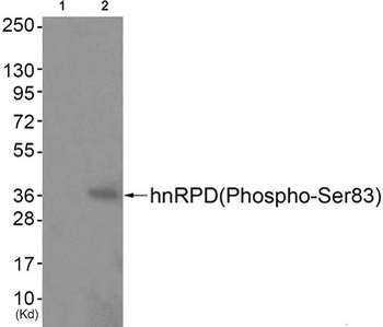 HNRNPD Antibody