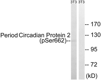 PER2 Antibody