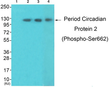 PER2 Antibody