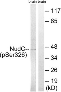 NUDC Antibody