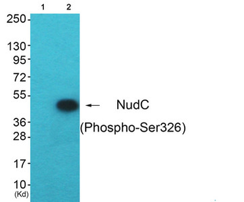 NUDC Antibody