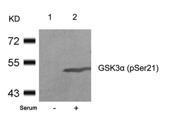 GSK3A Antibody