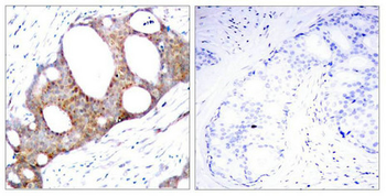 GSK3A Antibody