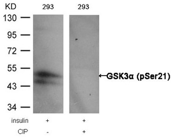 GSK3A Antibody