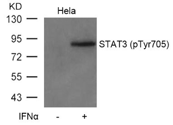 STAT3 Antibody
