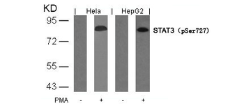 STAT3 Antibody