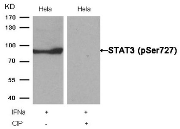 STAT3 Antibody