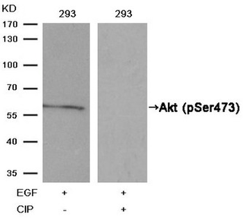AKT1 Antibody