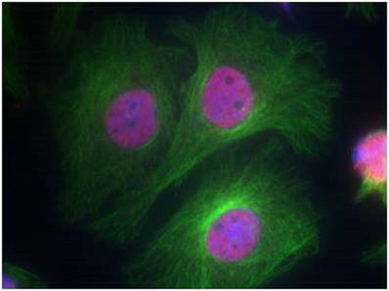 TP53 Antibody