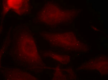 MAPT Antibody