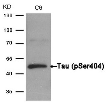 MAPT Antibody